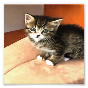 Tabby Cat Kitten Pet Portrait Fotodruck