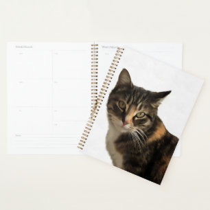 Tabby Cat Künstlerisches Portrait Auf weißem Hinte Planer