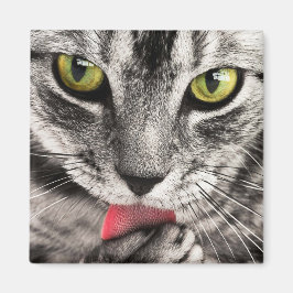 Tabby Cat Licking Paw Magnet