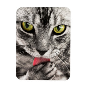 Tabby Cat Licking Paw Magnet