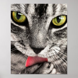 Tabby Cat Licking Paw Poster
