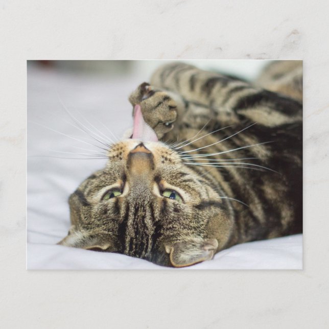 Tabby Cat Licking Paw Postkarte (Vorderseite)
