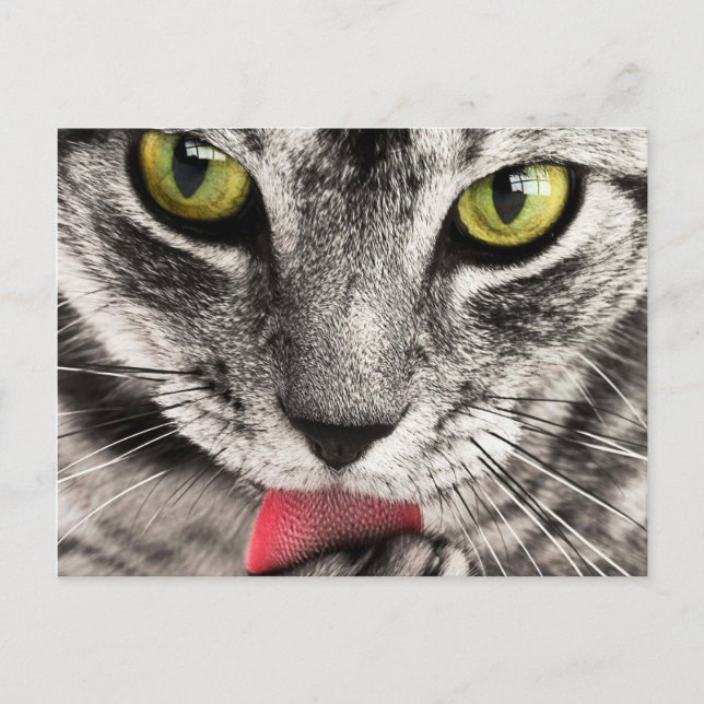 Tabby Cat Licking Paw Postkarte (Vorderseite)