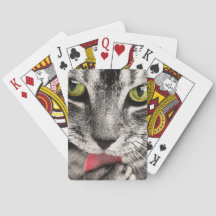 Tabby Cat Licking Paw