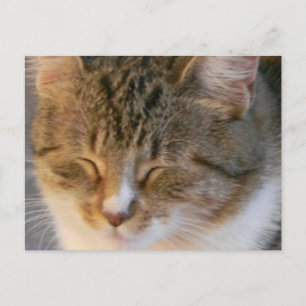 Tabby Cat Liebe Postkarte