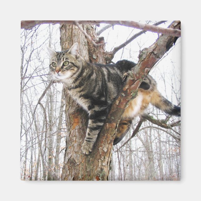 Tabby Cat Magnet (Vorne)