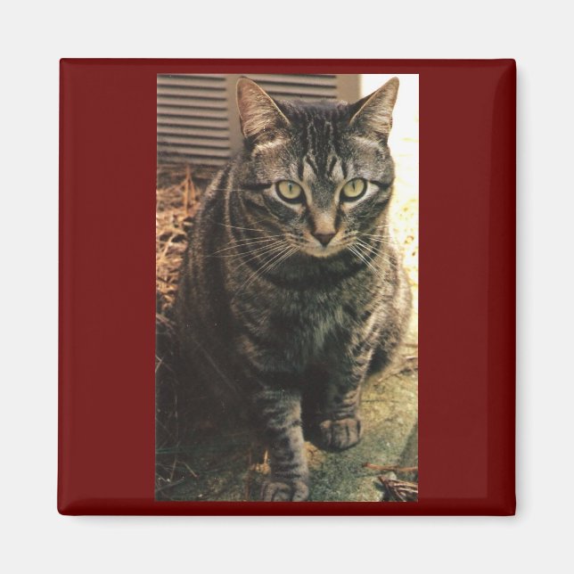 Tabby Cat Magnet Maroon Hintergrund (Vorne)