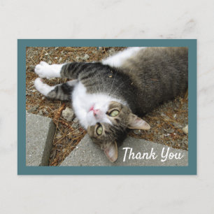 Tabby Cat mit Dreamy Eyes Danke Postcard Postkarte
