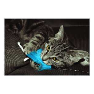Tabby Cat mit Feather von Shirley Taylor Fotodruck