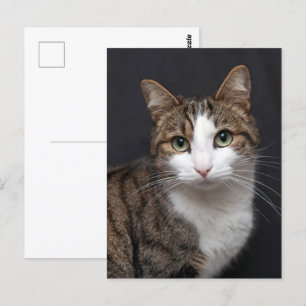 Tabby Cat mit grünen Augen gegen schwarzen Hinterg Postkarte
