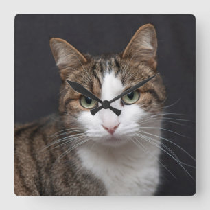 Tabby Cat mit grünen Augen gegen schwarzen Hinterg Quadratische Wanduhr
