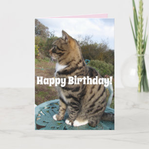 Tabby Cat Niedlich gestreifte Katzen Happy Birthda Karte