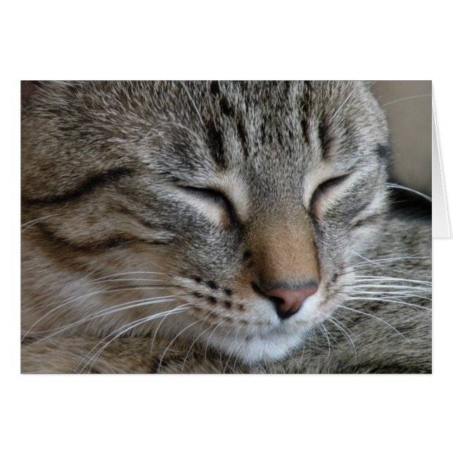 Tabby Cat Note Card (Vorderseite (Horizontal))