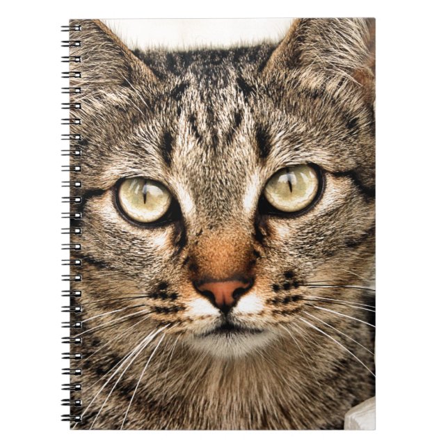 Tabby Cat Notizblock (Vorderseite)