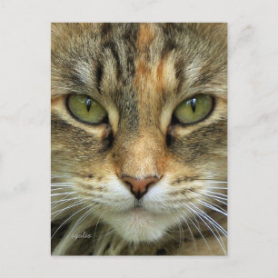Tabby Cat Portrait Postkarte