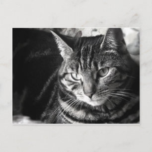Tabby Cat Postcard Postkarte
