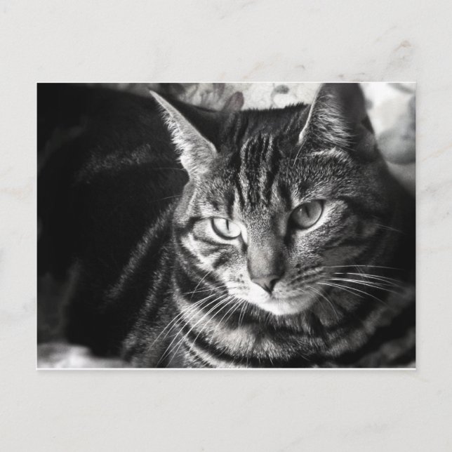 Tabby Cat Postcard Postkarte (Vorderseite)