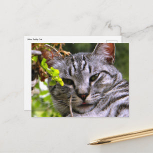 Tabby Cat Postcard Postkarte