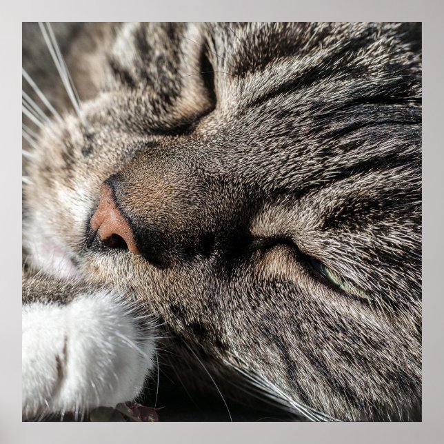 Tabby Cat Poster (Vorne)