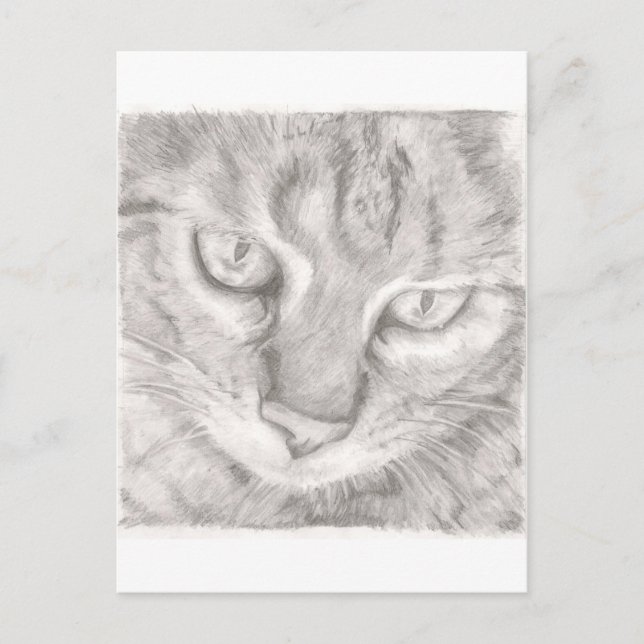 Tabby Cat Postkarte (Vorderseite)