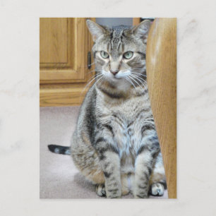 Tabby Cat Postkarte