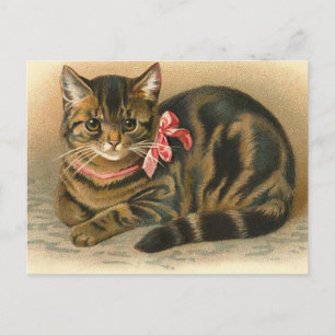 "Tabby Cat" Postkarte