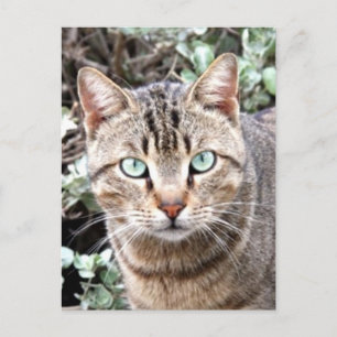 Tabby Cat Postkarte