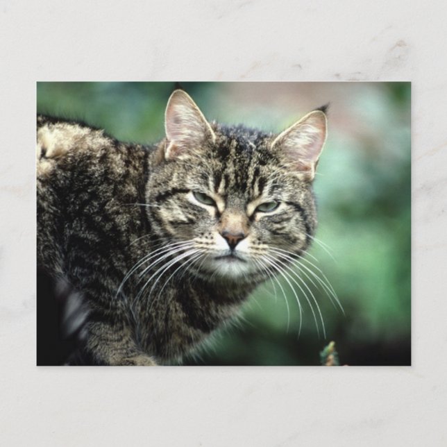 Tabby Cat Postkarte (Vorderseite)