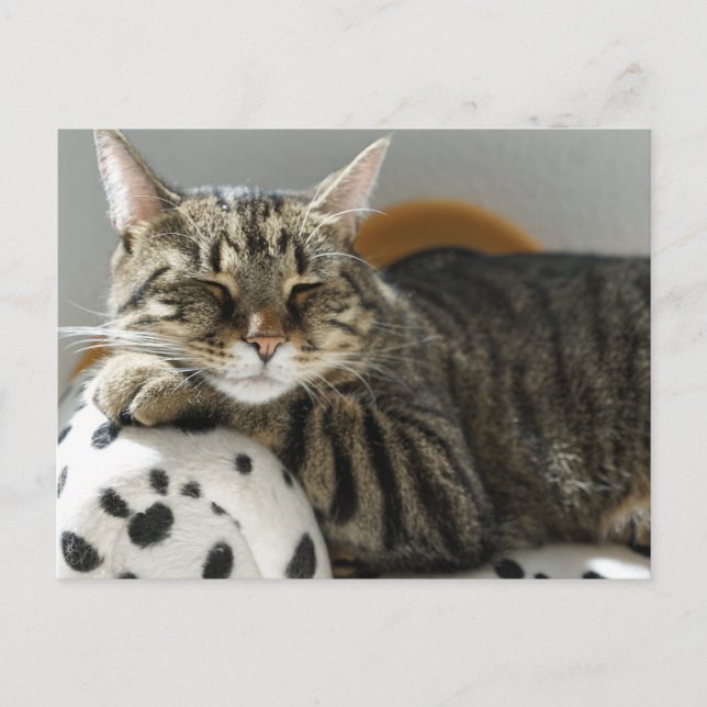 TABBY CAT RELAXING Postkarte (Vorderseite)