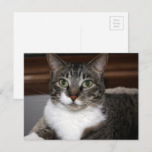 Tabby Cat Schauen Sie sich Ihre Tierfotos an Postkarte