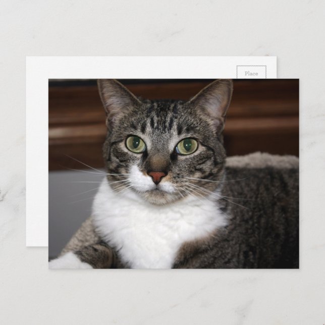 Tabby Cat Schauen Sie sich Ihre Tierfotos an Postkarte (Vorne/Hinten)