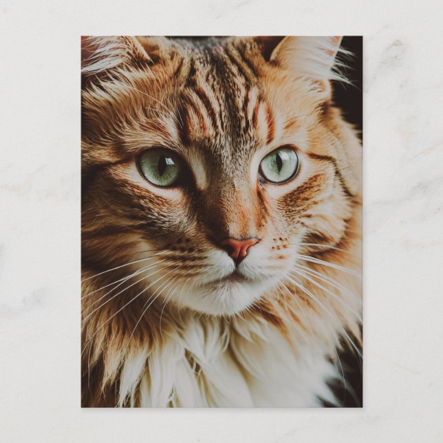 TABBY CAT SCHÖNE POSTKARTE (Vorderseite)