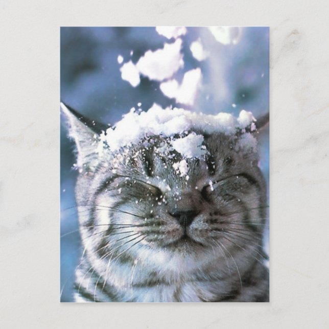 Tabby Cat Snow Splash Postkarte (Vorderseite)