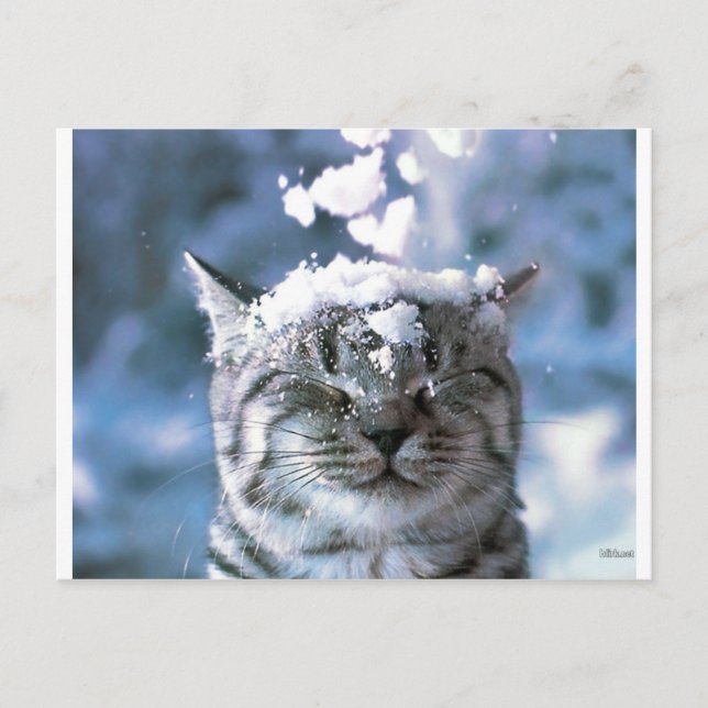 Tabby Cat Snow Splash Postkarte (Vorderseite)