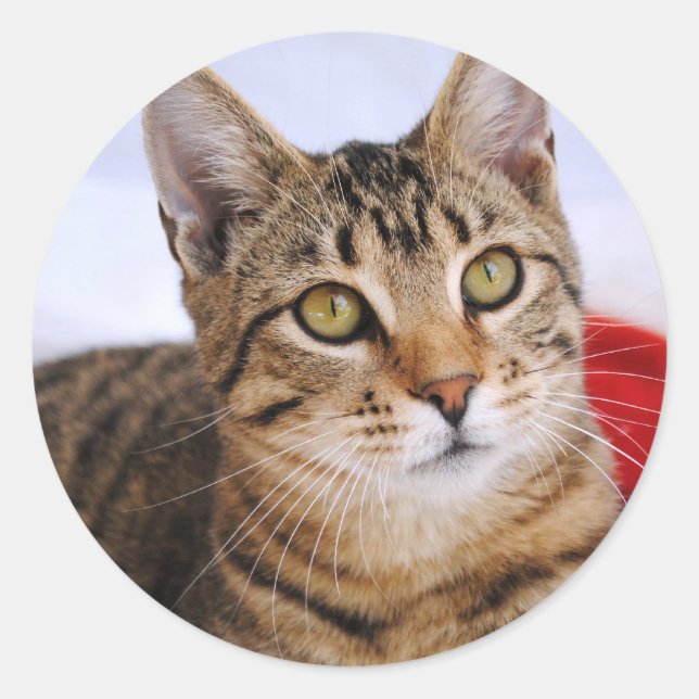 Tabby Cat Stickers (Vorderseite)