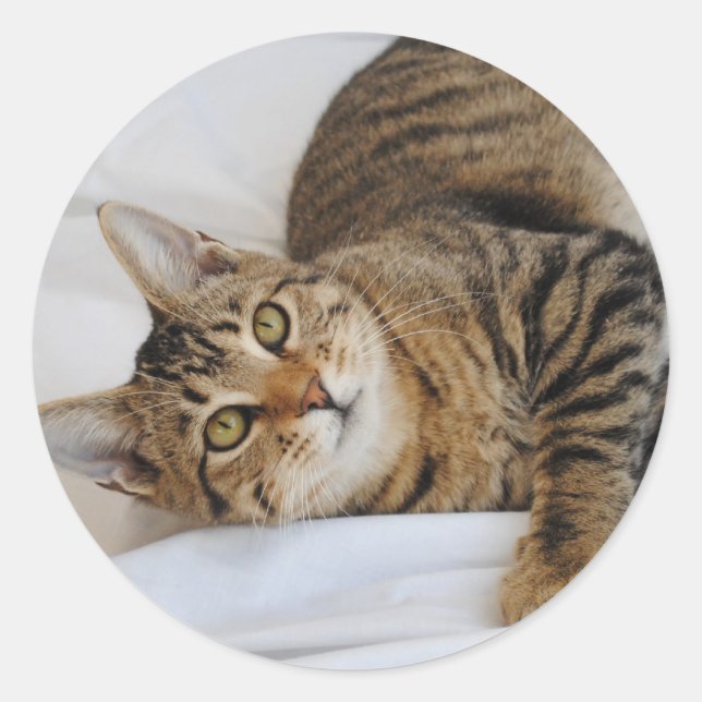 Tabby Cat Stickers (Vorderseite)