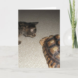Tabby Cat und Sulcata Tortoise Karte