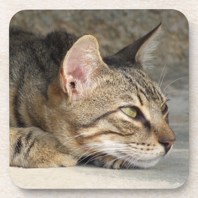 Tabby Cat Untersetzer (Vorderseite)