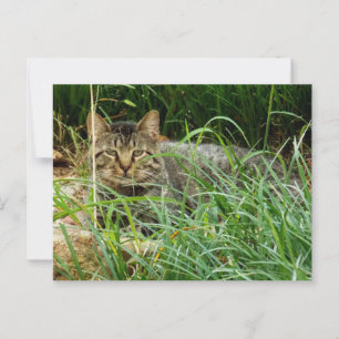 Tabby Cat Verstecken im Grass Garden Foto Postkarte