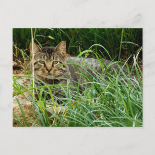 Tabby Cat Verstecken im Grass Garden Foto Postkarte
