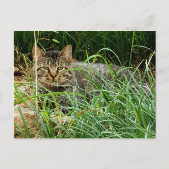 Tabby Cat Verstecken im Grass Garden Foto Postkarte (Vorderseite)
