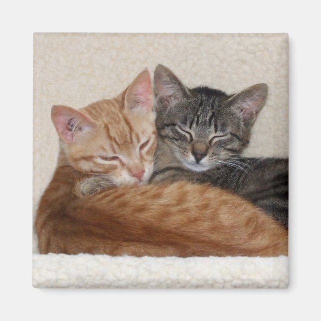 Tabby Cats Magnet (Vorne)
