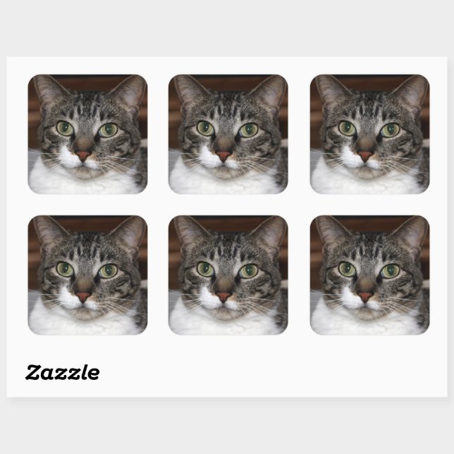 Tabby Chat Sehen Sie sich Ihr Foto an Quadratischer Aufkleber (Blatt)