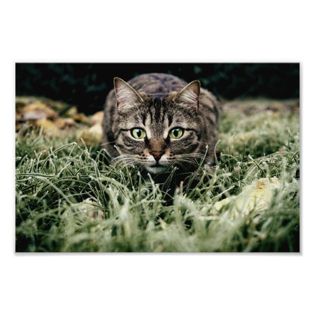 Tabby der Hauskatze Fotodruck (Vorne)