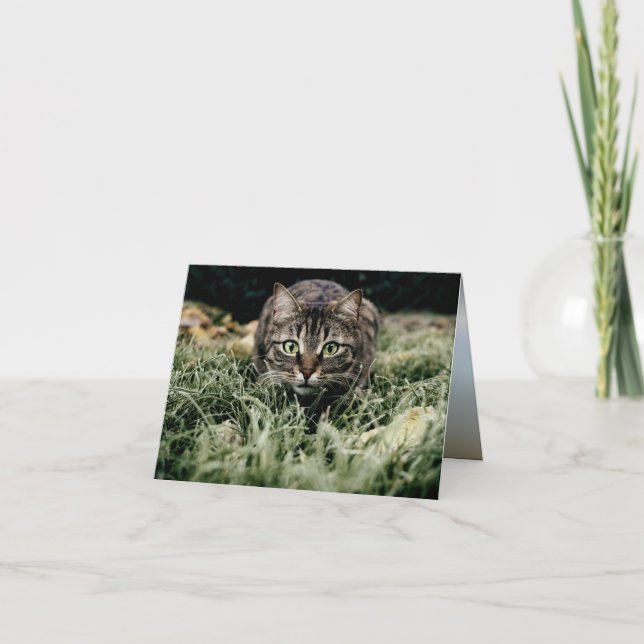 Tabby der Hauskatze Karte (Vorderseite)