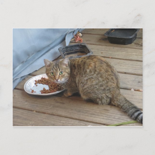 Tabby Eating Postkarte (Vorderseite)