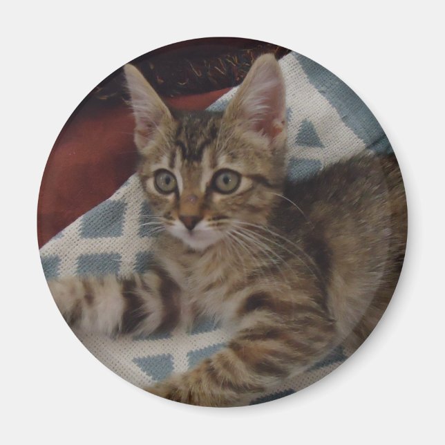 Tabby Girl Kitten Magnet (Vorne)