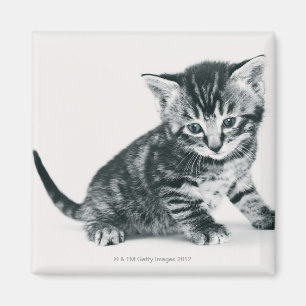 Tabby-Kätzchen Magnet