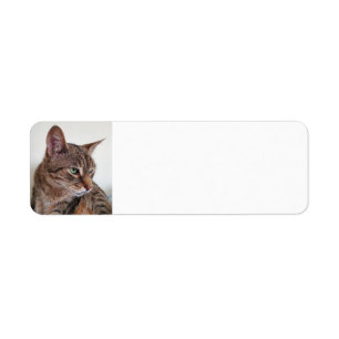 Tabby-Katze