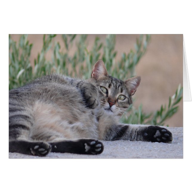 Tabby-Katze (Vorderseite (Horizontal))